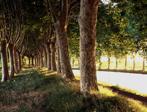 Ventenac en Minervois, alignement de platanes