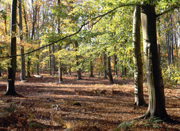 Bois de Montlognon, parcelle 238