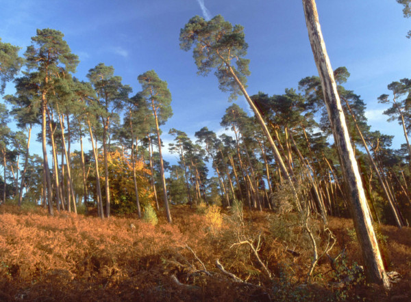Bois de Perthe, vue du chemin de Baron en direction de la parcelle 245