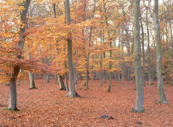 Forêt d'Ermenonville, view from the D126 road towards parcelle (plot) 107
