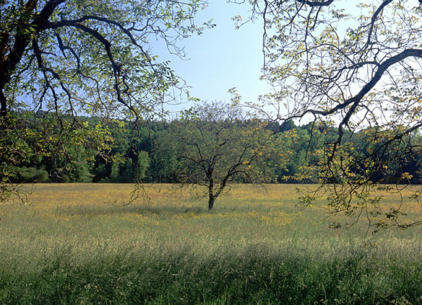 Vue de la côte en direction de Chambon, noyers et champs