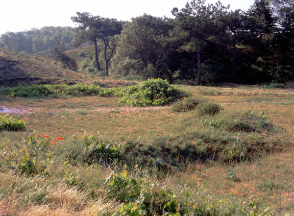 Vue du chemin de Pont Jaunay à l'ancien blockhaus, sur l'arrière-dune boisée
