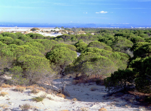 Environs du phare de l'Espiguette