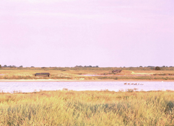 La Bassée, marais du Crotoy