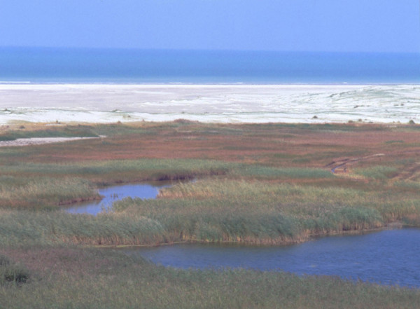 Anse Bidard, dunes et marais