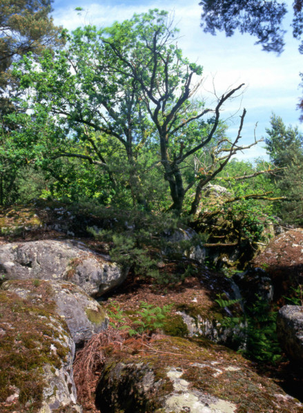 Ile-de-France : Bois de la Commanderie : rochers de Recloses