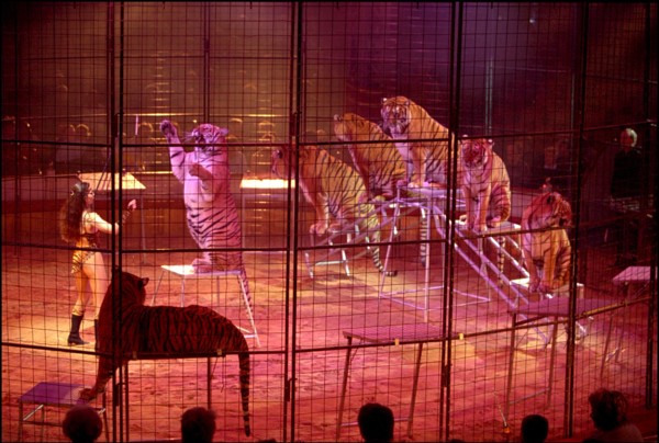 02/00/2001. Virginie Tessier the youngest wild beast tamer in the world.