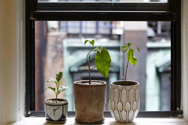 Plants used for the ayahuasca
