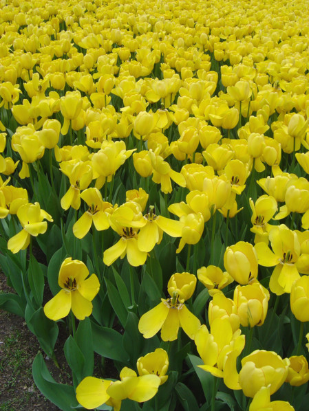 New-York (USA), Manhattan, Central Park, printemps, tulipes jaunes