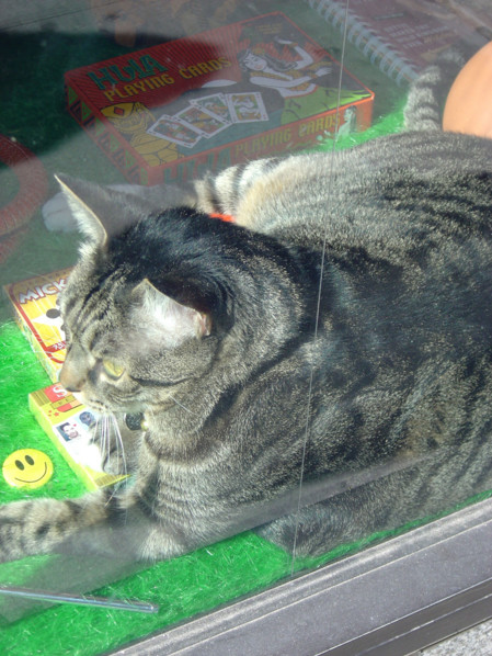 New-York (USA), Manhattan, chat de New-York, en vitrine