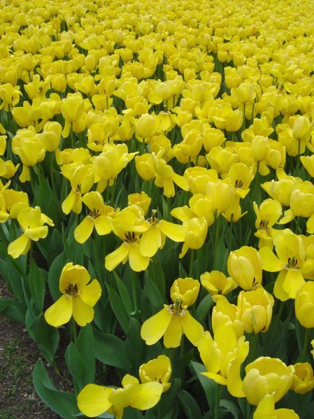 Des tulipes jaunes de Central Park au printemps, New-York