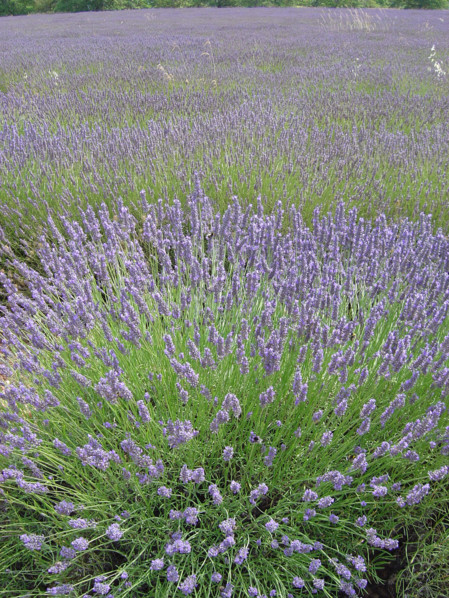 Luberon