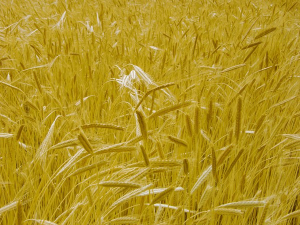 Provence, blés d'or en été