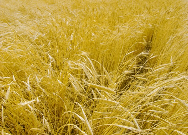Provence, blés d'or en été