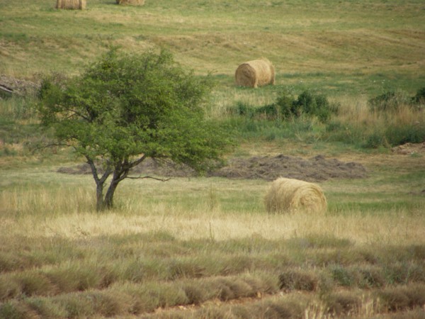 Provence, champs de lavande et meules de foin en été