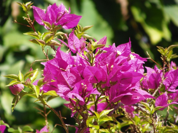 Provence, Bougainvilliers