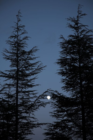Provence299 Pins au clair de lune, nuit en Provence