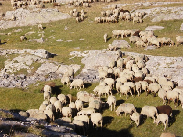 Provence313 Transhumance d'été en montagne, brebis, berger, moutons