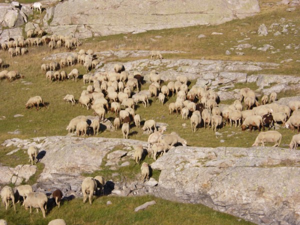 Provence315 Transhumance d'été en montagne, brebis, berger, moutons