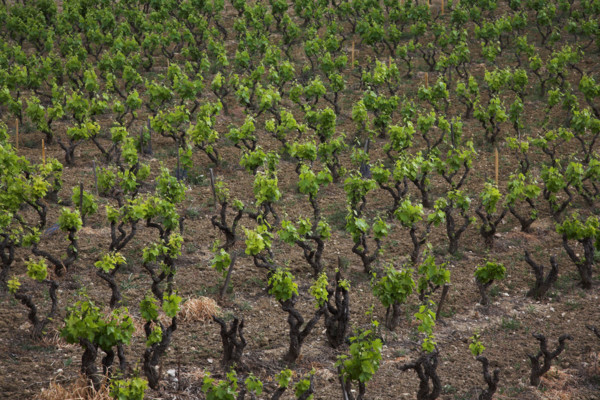 Provence428 Provence, village, vignoble, vignes de vin de Bandol