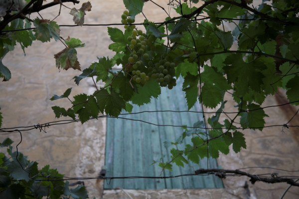 Provence555 Provence, Luberon, village, mur, fenêtre, volets verts, vigne vierge, treillage, été