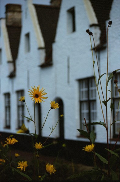 Bruges. Fleurs et jardin d'automne, à la tombée du jour, façades de maison de la ville médiévale
