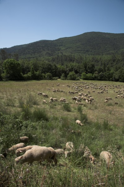 Provence696 plaine en Provence, troupeau d'agneaux et de moutons