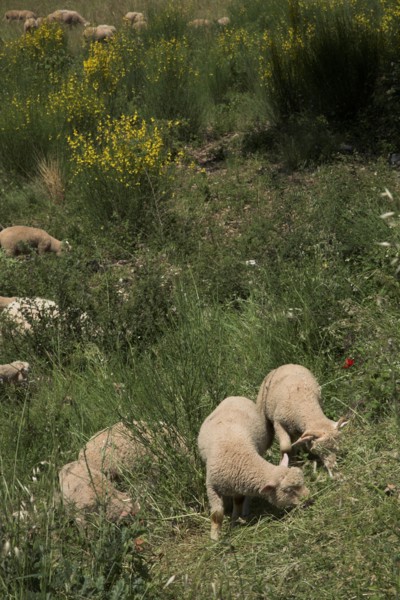 Provence697 plaine en Provence, troupeau d'agneaux et de moutons