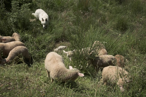 Provence702 plaine en Provence, troupeau d'agneaux et de moutons, chien de berger