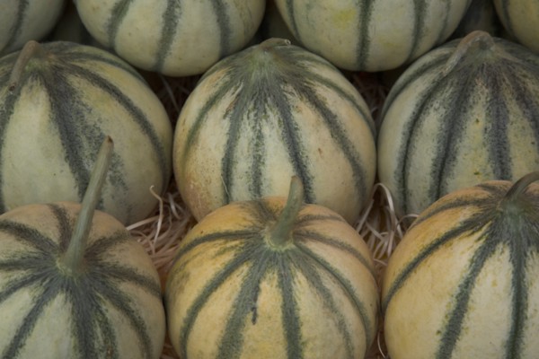 Provence742 Marché de Provence, melons