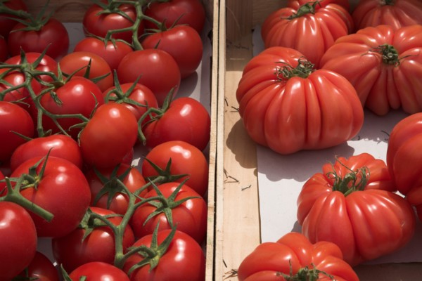 Provence747 Marché de Provence, tomates rondes, tomates cœur de bœuf