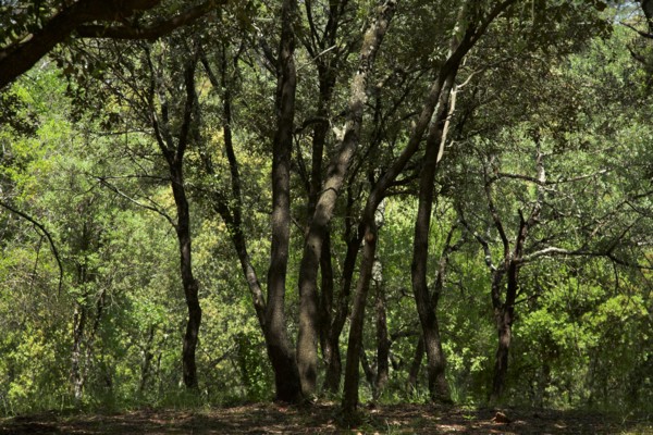 Provence853 sous bois de chênes verts en Provence