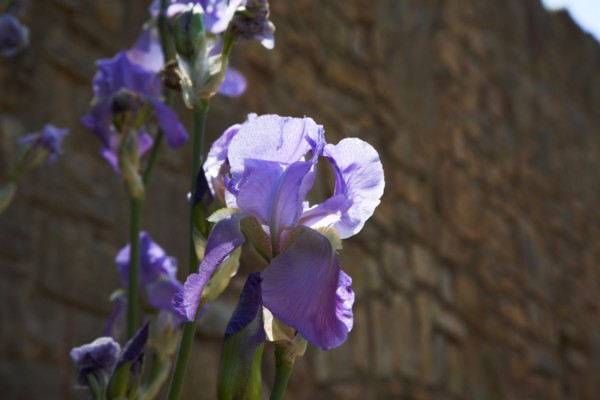 Provence858 Iris bleu et violet en Provence