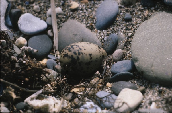Oeufs de sterne sur une plage