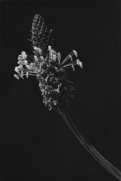 Plantain, Plantago lanceolata