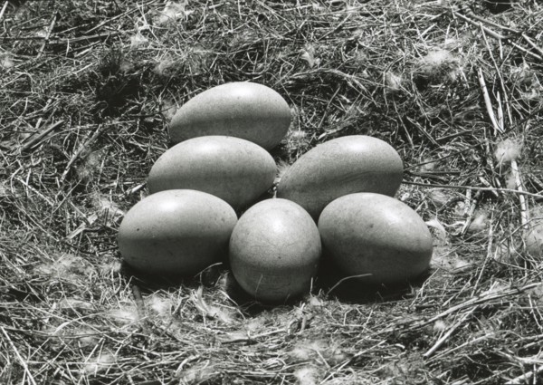 Swan eggs on nest