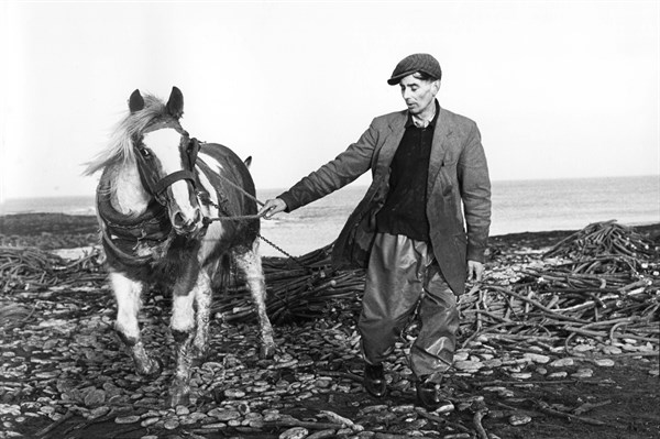Harvesting weaweed, Co Sligo