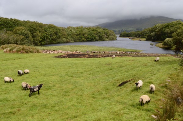 Elevage de moutons en Irlande