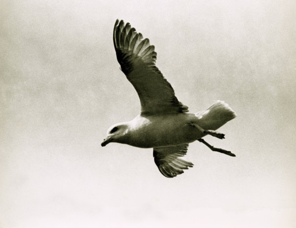 Fulmar en vol