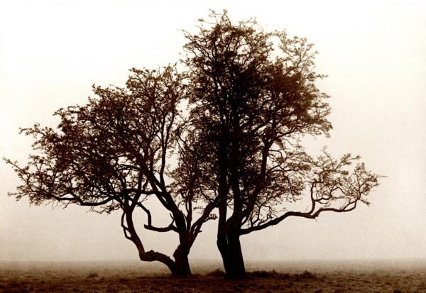 Aubépine Crataegus monogyna