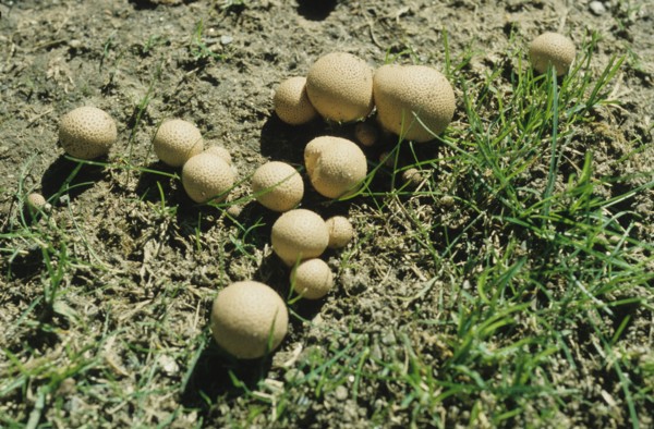 Puff Balls
