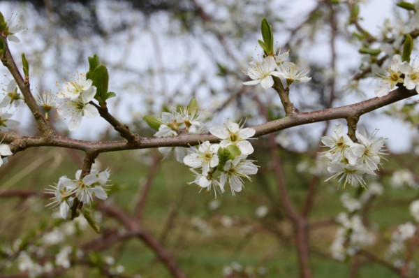 Prunellier