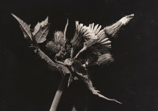 Sowthistle, Sonchus asper