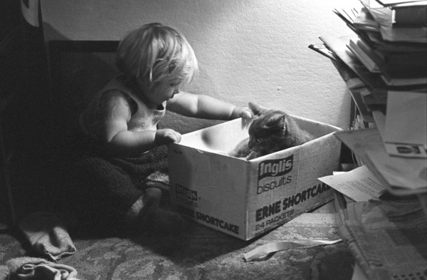 Cat in box