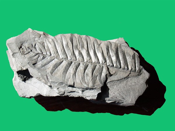 Plante fossile découverte en Irlande