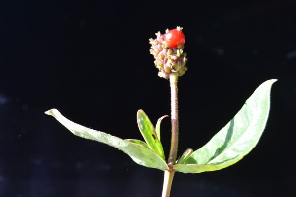 Chèvrefeuille des bois