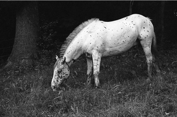 Circus horse, Leixlip, County Kildare
