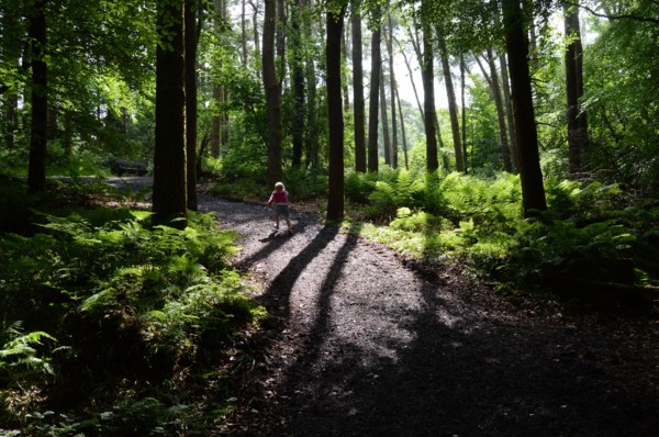 Bois de Swinford, Irlande