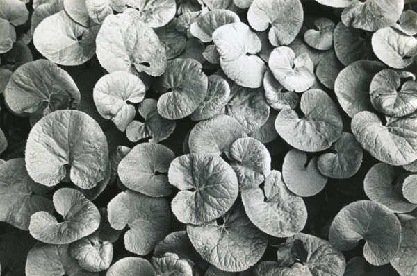 Petasites pyrenaicus