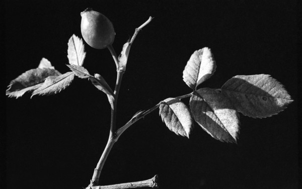 Dog Rose, Rosa canina